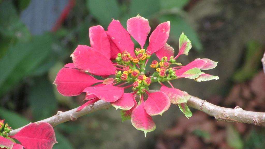 Pousada Laranja Lima Praia do Rosa Eksteriør bilde